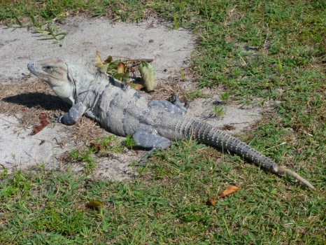 Tulum, iguana