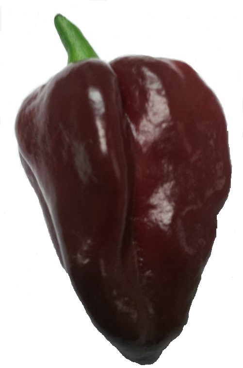 chili habanero chocolate