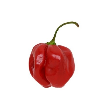 chili habanero